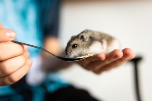 Что едят хомяки в домашних условиях: список разрешенных и запрещенных продуктов
